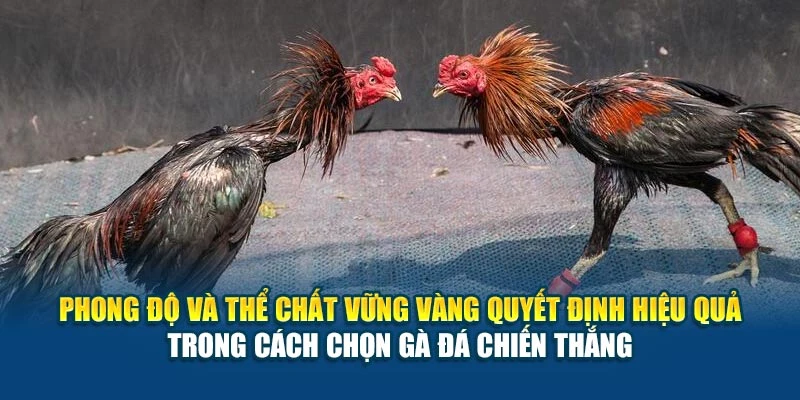 Phong độ và thể chất vững vàng quyết định hiệu quả trong cách chọn gà đá chiến thắng